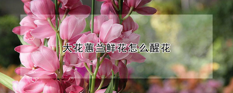 大花蕙蘭鮮花怎么醒花