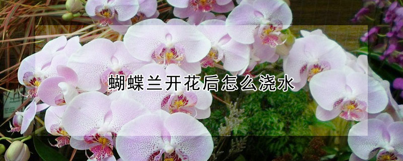 蝴蝶蘭開花后怎么澆水