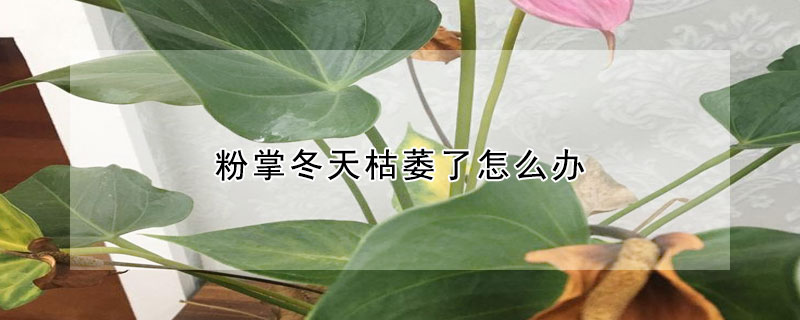 粉掌冬天枯萎了怎么辦