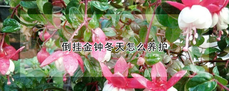 倒掛金鐘冬天怎么養(yǎng)護(hù)