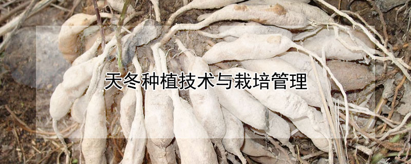 天冬種植技術(shù)與栽培管理