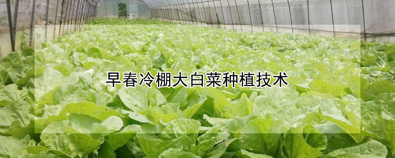 早春冷棚大白菜種植技術(shù)