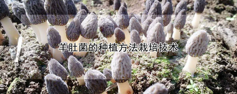 羊肚菌的種植方法栽培技術