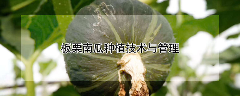 板栗南瓜種植技術與管理