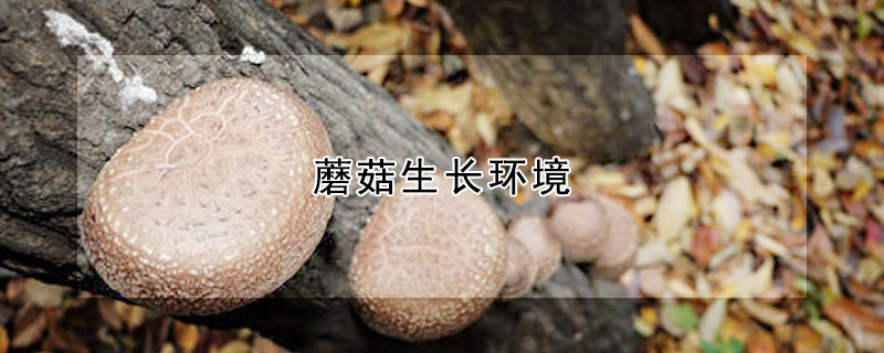 蘑菇生長(zhǎng)環(huán)境