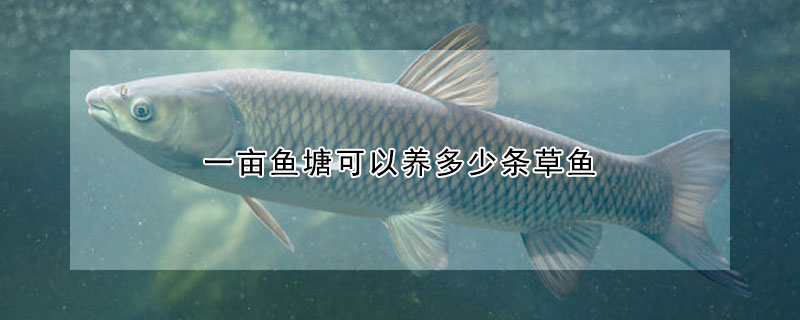 一畝魚塘可以養(yǎng)多少條草魚