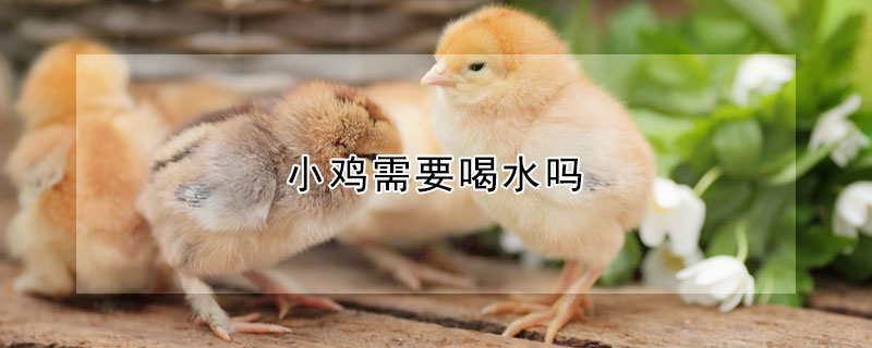 小雞需要喝水嗎