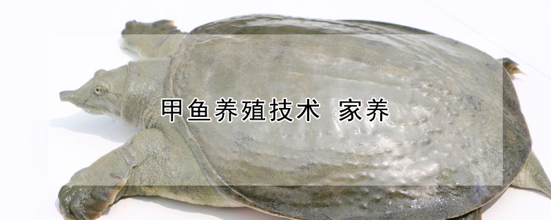 甲魚養(yǎng)殖技術(shù) 家養(yǎng)