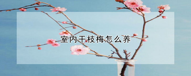 室內(nèi)干枝梅怎么養(yǎng)