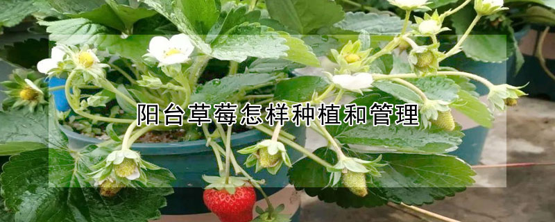 陽臺草莓怎樣種植和管理