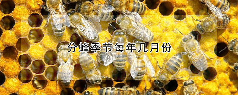 分蜂季節(jié)每年幾月份