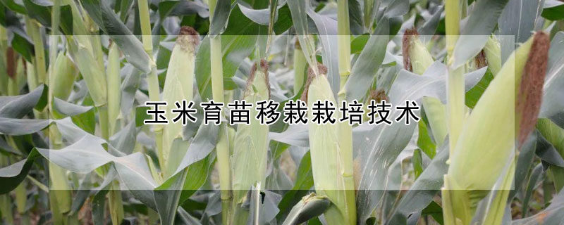 玉米育苗移栽栽培技術