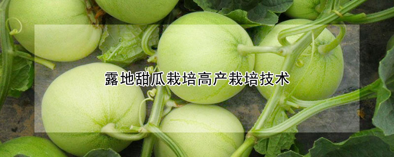 露地甜瓜栽培高產(chǎn)栽培技術(shù)