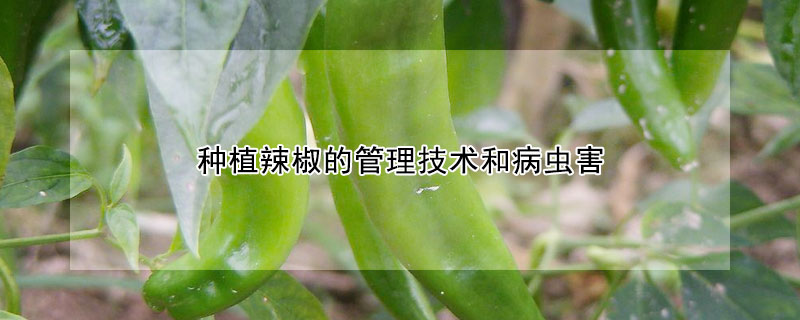 種植辣椒的管理技術(shù)和病蟲害