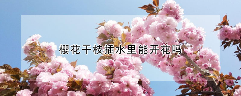 櫻花干枝插水里能開(kāi)花嗎