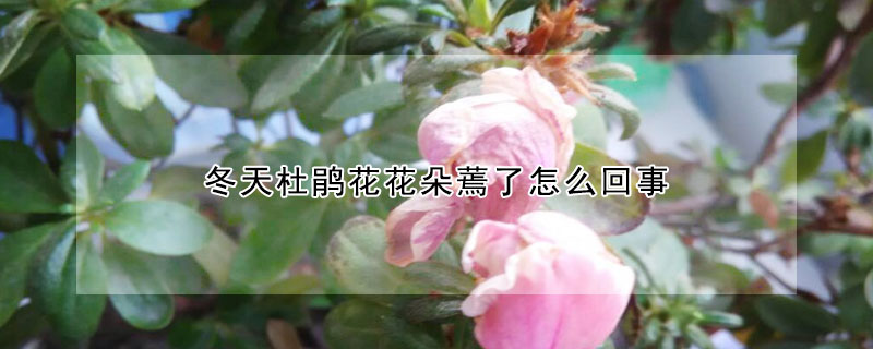 冬天杜鵑花花朵蔫了怎么回事