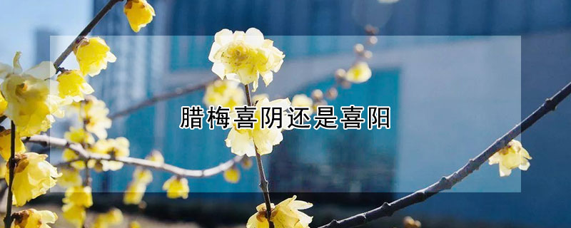 臘梅喜陰還是喜陽(yáng)