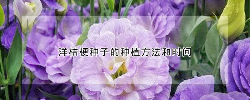 洋桔梗種子的種植方法和時(shí)間