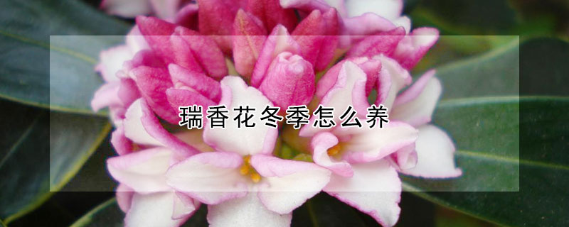 瑞香花冬季怎么養