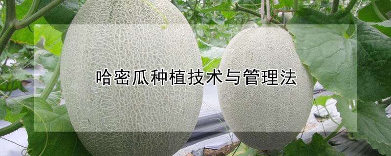 哈密瓜種植技術(shù)與管理法