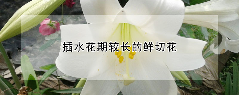 插水花期較長的鮮切花