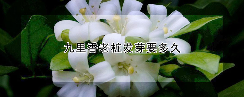 九里香老樁發芽要多久