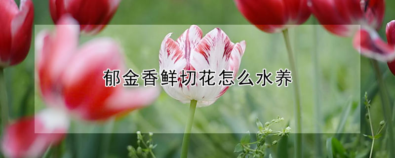 郁金香鮮切花怎么水養