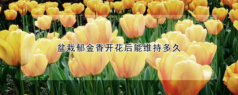 盆栽郁金香開花后能維持多久