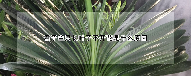 君子蘭只長葉子不開花是什么原因