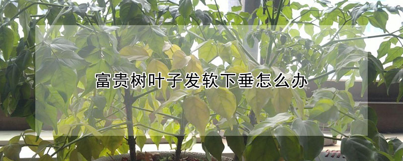 富貴樹(shù)葉子發(fā)軟下垂怎么辦