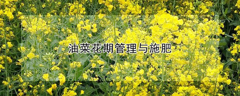 油菜花期管理與施肥