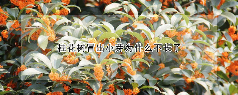 桂花樹冒出小芽為什么不長(zhǎng)了