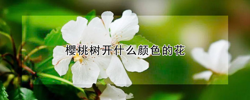 櫻桃樹(shù)開(kāi)什么顏色的花