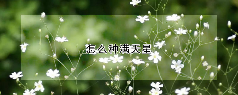 怎么種滿(mǎn)天星