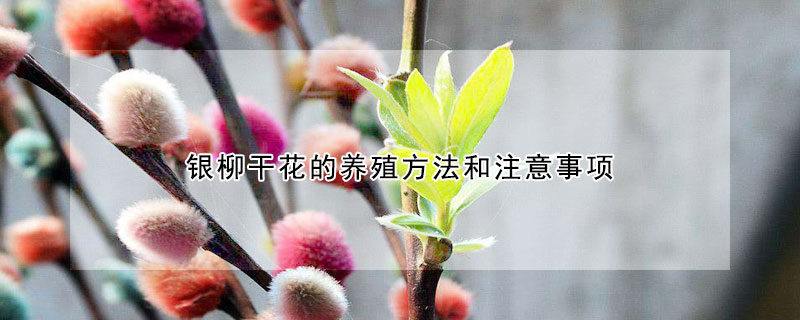 銀柳干花的養殖方法和注意事項