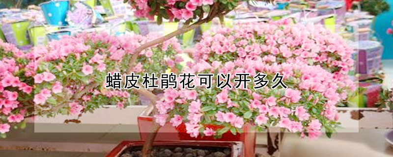 蠟皮杜鵑花可以開多久