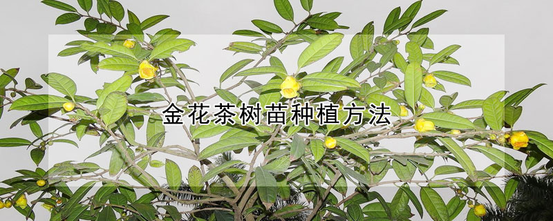 金花茶樹苗種植方法