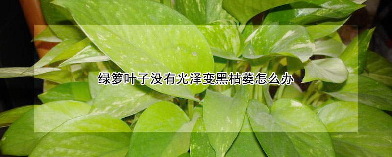 綠籮葉子沒有光澤變黑枯萎怎么辦