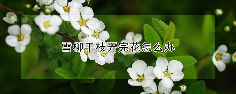 雪柳干枝開完花怎么辦