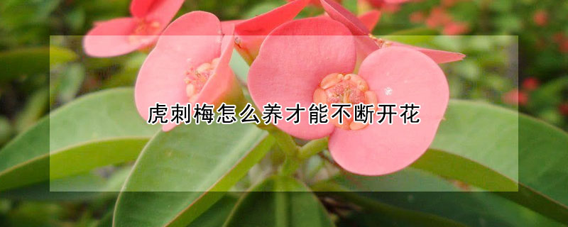 虎刺梅怎么養(yǎng)才能不斷開花