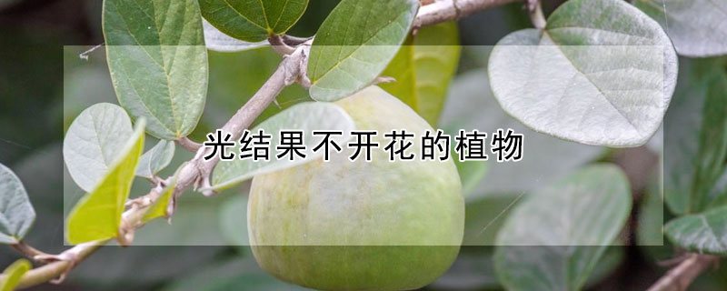 光結(jié)果不開花的植物