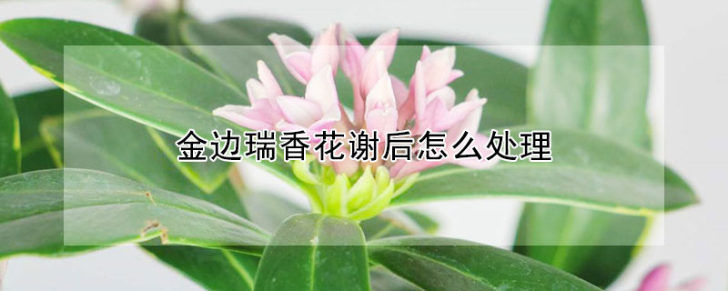 金邊瑞香花謝后怎么處理