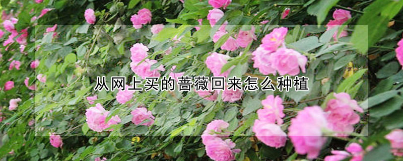 從網(wǎng)上買的薔薇回來(lái)怎么種植