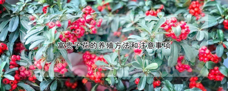 富貴子花的養殖方法和注意事項