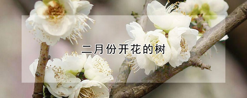 二月份開花的樹