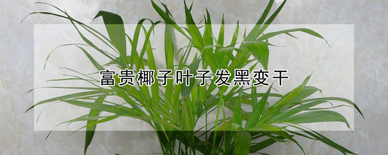 富貴椰子葉子發(fā)黑變干