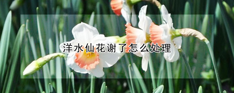 洋水仙花謝了怎么處理