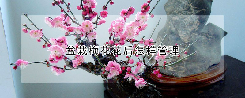 盆栽梅花花后怎樣管理