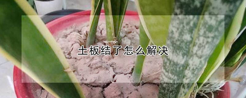 土板結了怎么解決