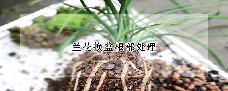 蘭花換盆根部處理